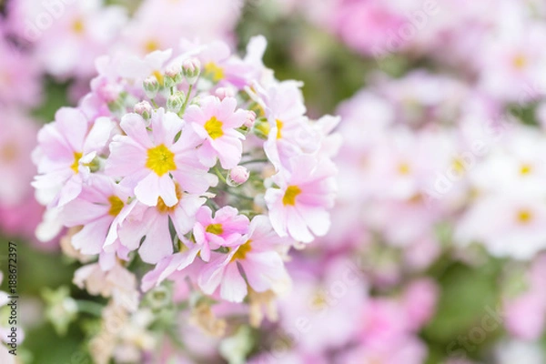 Fototapeta ピンク色の小さい花