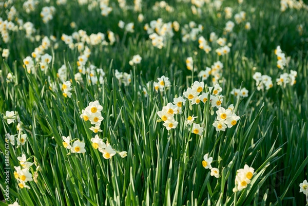 Fototapeta 一面に咲き誇る水仙の絨毯と自然の風景