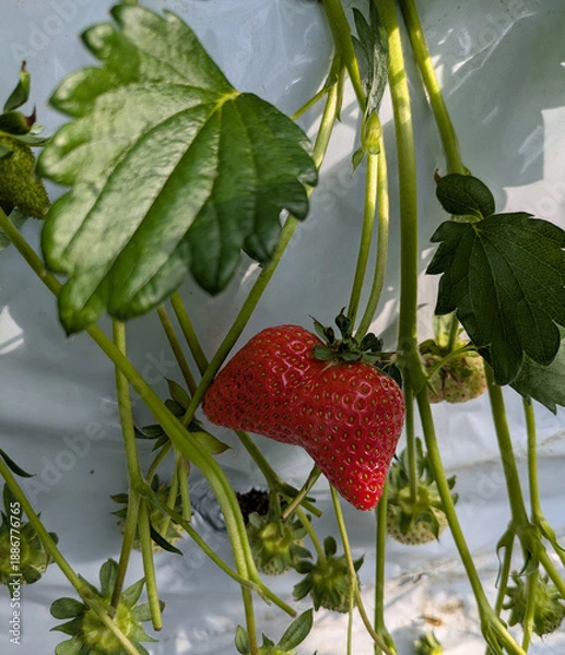 Obraz いちご　双子　イチゴ狩り