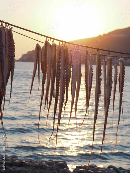 Obraz Octopus arms drying at the sun
