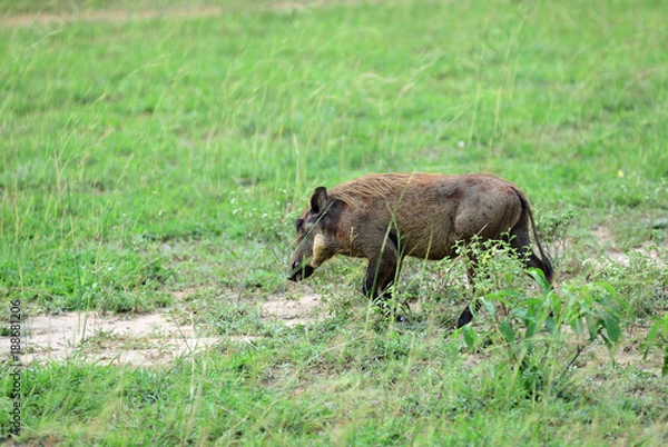 Obraz Warthog, Uganda, Africa