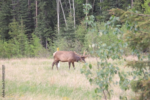 Obraz Jasper Alberta Rocky Mountain Scenery