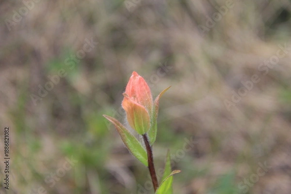 Obraz Jasper Alberta Rocky Mountain Scenery