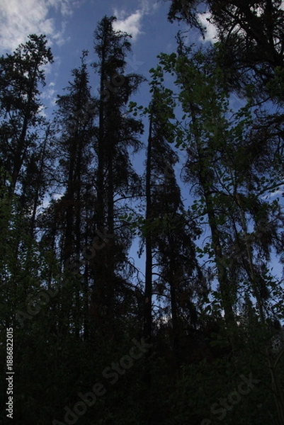 Obraz Jasper Alberta Rocky Mountain Scenery