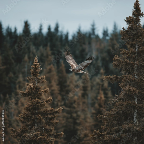 Obraz Eagle soaring above evergreen trees in a misty forest  