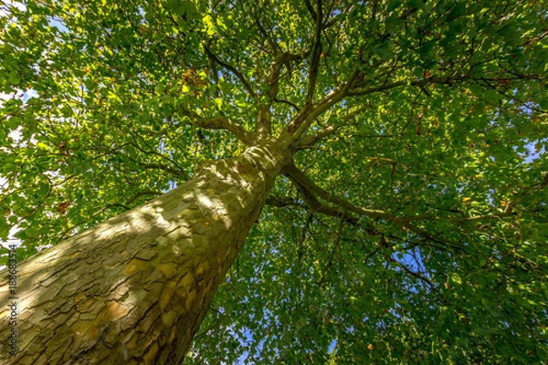 Fototapeta Large oak tree from above