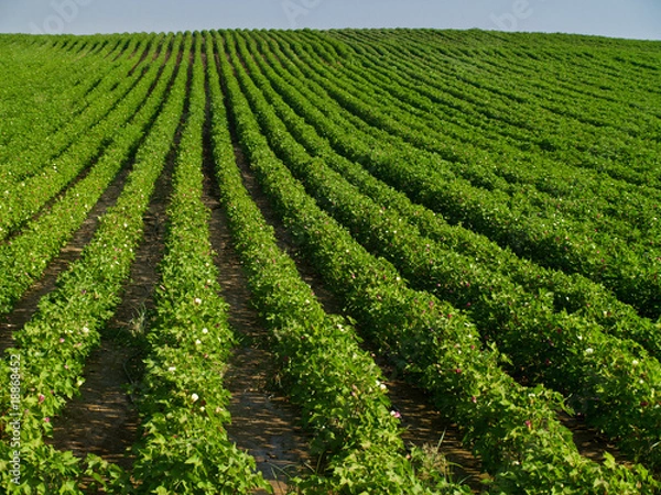 Obraz Cotton field