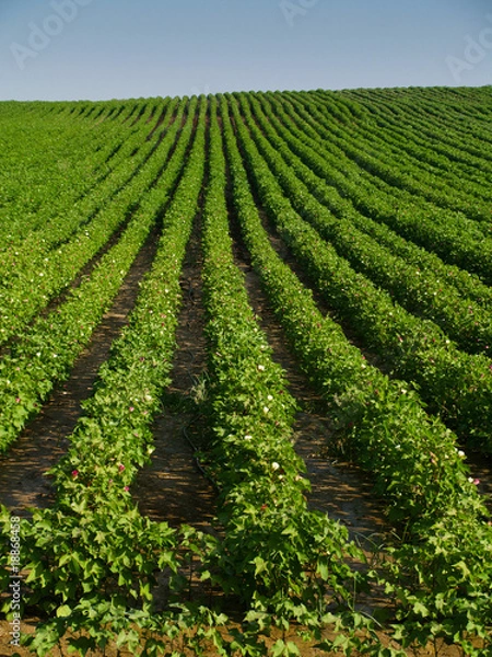 Obraz Cotton field
