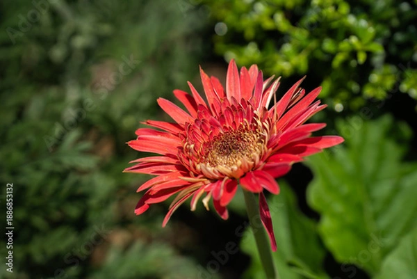 Obraz 夏の緑の中で咲く、赤いガーベラの花