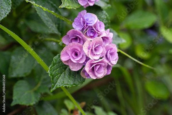 Obraz 梅雨時期の紫陽花