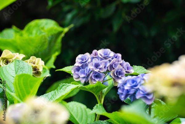 Obraz 梅雨時期に、控えめに咲く紫のアジサイ