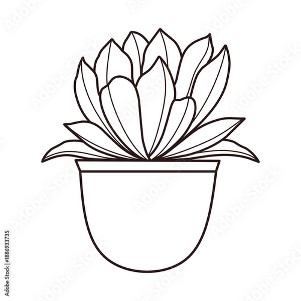 Fototapeta Simple succulent in pot