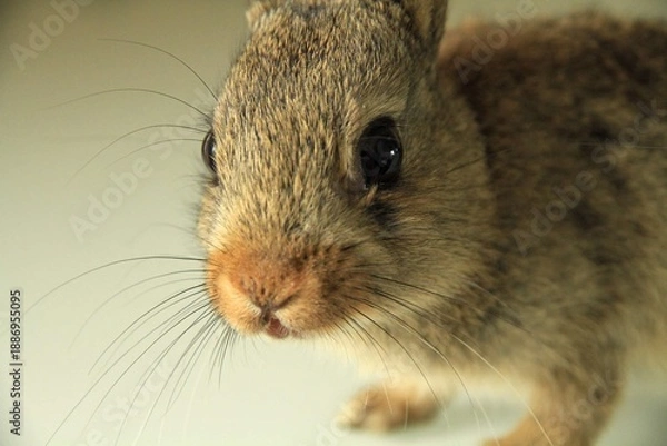 Obraz Lapin de garenne bébé