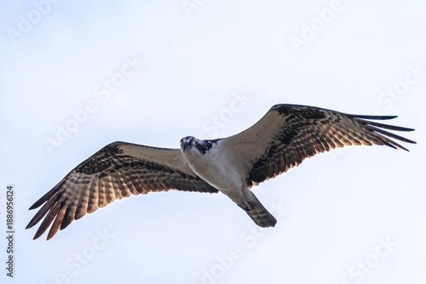 Obraz Osprey in flight