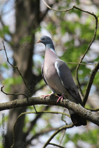 Obraz a turtle dove basks in the first spring sun