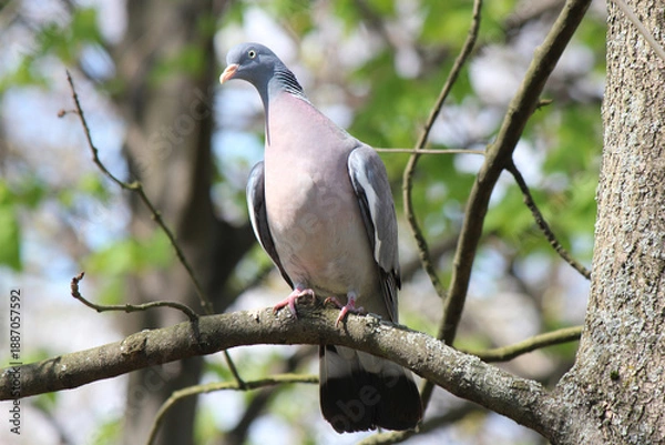 Obraz a turtle dove basks in the first spring sun