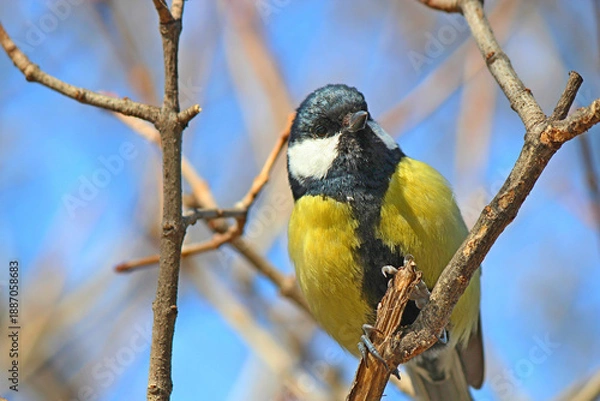 Obraz a bullfinch basks in the spring sun