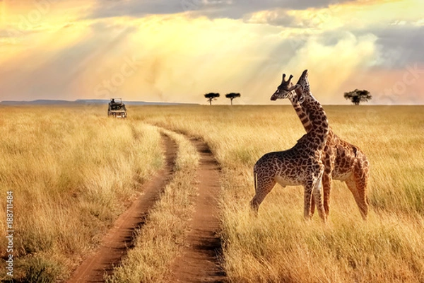 Fototapeta Grupa żyraf w Parku Narodowym Serengeti na tle zachodu słońca z promieniami słońca. Afrykańskie safari.