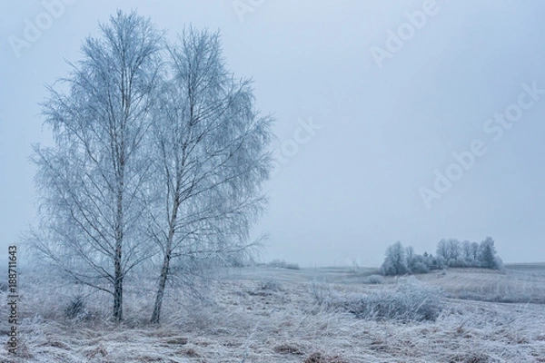 Obraz Two birch trees in a white frozen landscape