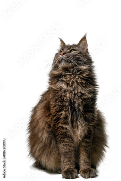 Obraz Maine Coon Sitting in Studio, Ample Copy Space