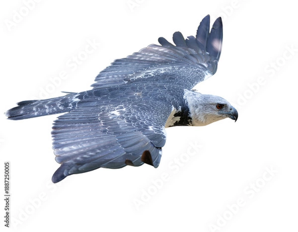 Fototapeta eagle isolated on white