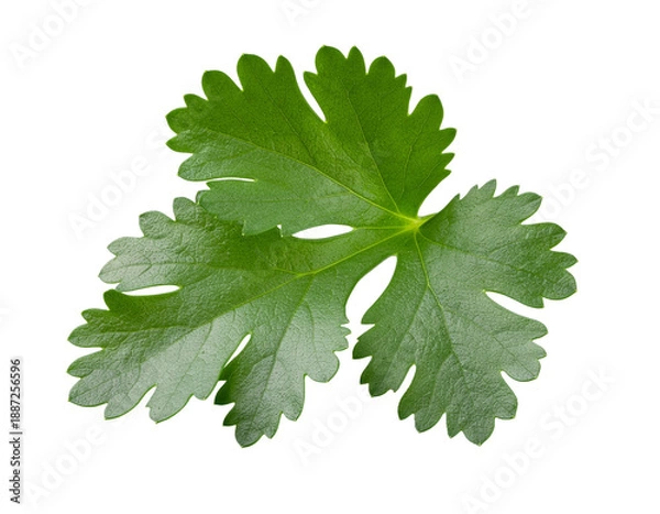 Obraz izole edilmiş maydonoz 