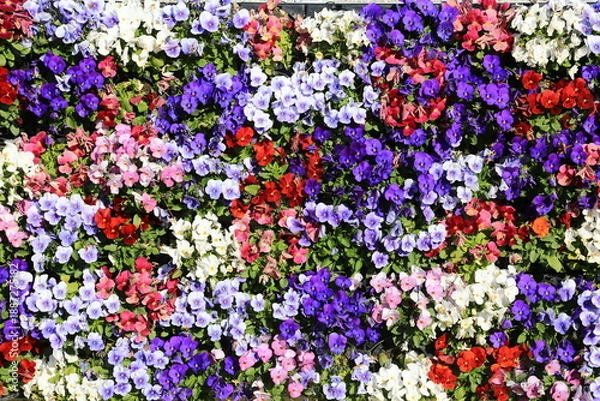 Obraz カラフルな花の背景素材
