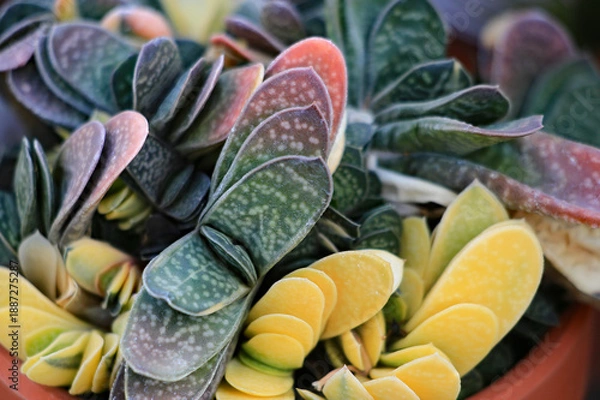 Obraz カラフルな多肉植物