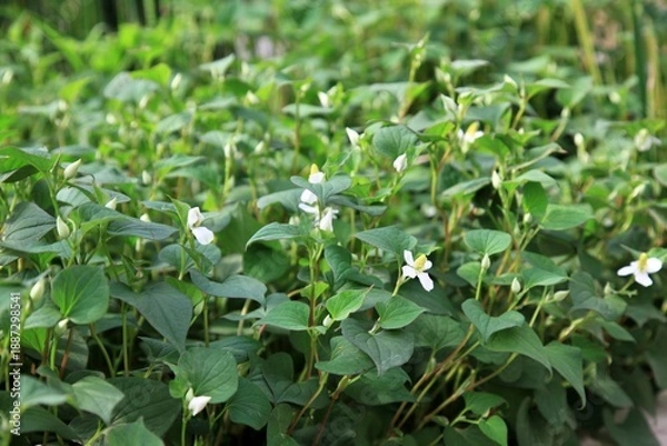 Obraz 약용식물, 어성초, 약모밀