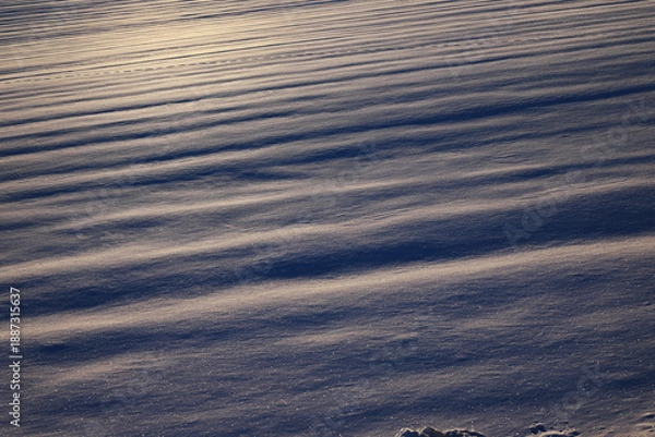 Fototapeta 朝日の当たる雪原