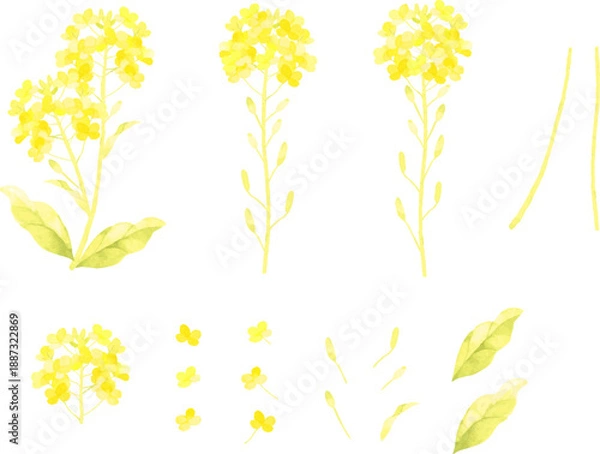 Obraz 水彩で描いた菜の花のパーツのイラスト