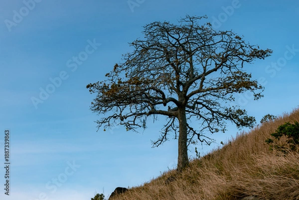 Obraz lonely tree on the hill