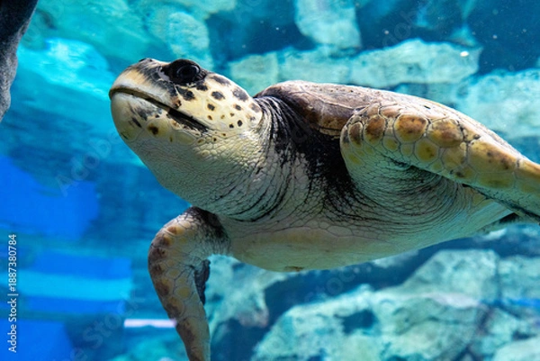 Obraz 水中を泳ぐ海亀