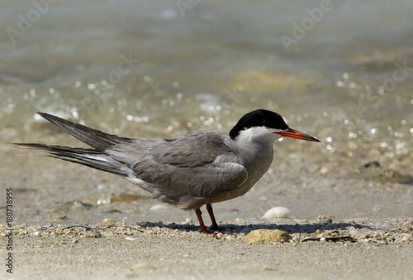 Fototapeta White-cheeked tern