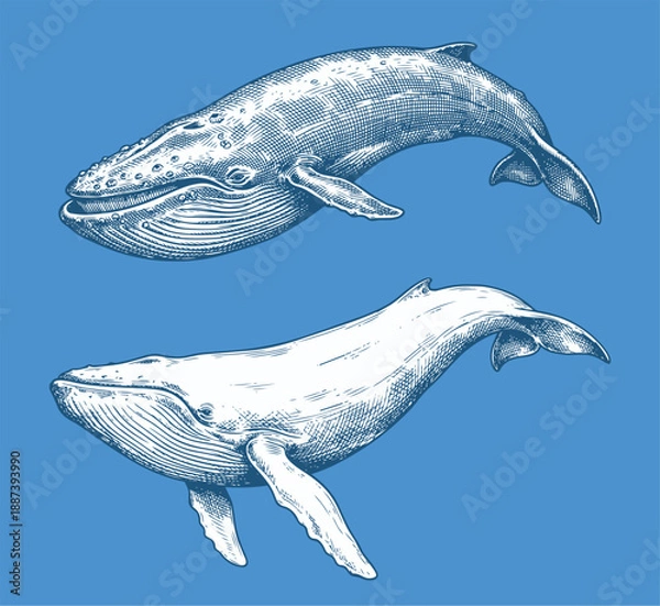 Obraz  Blue Whale Vector Design Set