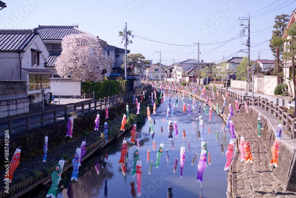Obraz 栃木市　蔵の街栃木と巴波川の鯉のぼり