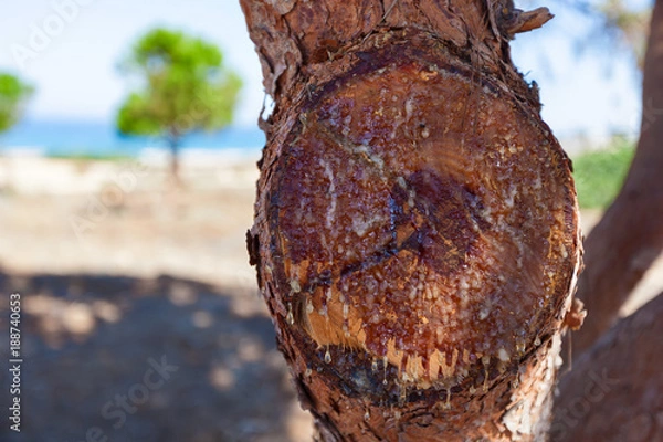 Obraz Спил со смолой и смоляными потеками сосны. Видны годовые кольца.