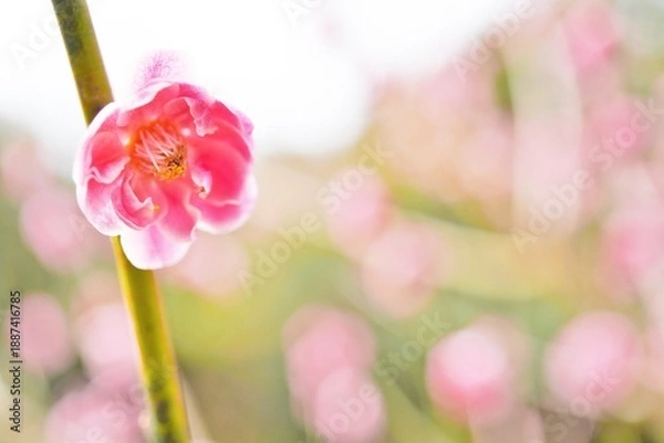 Obraz ピンク色の綺麗な梅の花の咲く枝、お祝いイメージ
