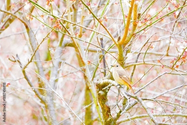 Obraz 冬の屋外で散りかけの白梅にとまる小鳥、ジョウビタキの雌