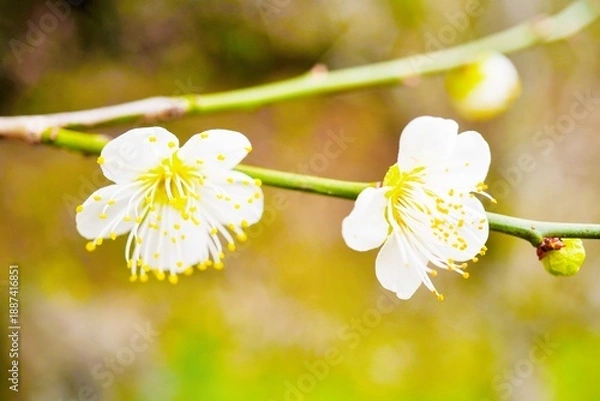 Obraz 寒空の下忍耐強く咲く上品な白梅の花、新春イメージ