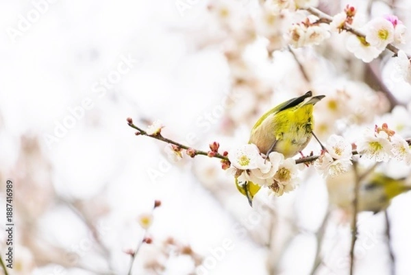 Obraz 屋外で白梅の枝にとまり下を見下ろす可愛らしいウグイス色の小鳥、メジロ