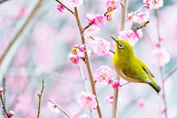 Obraz 紅梅の花に止まる春を告げる鳥メジロ、新春イメージ