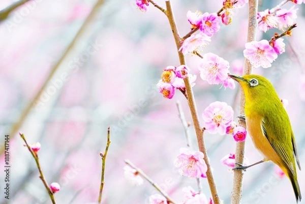 Obraz ピンク色の梅の花と美しいメジロ、冬イメージ