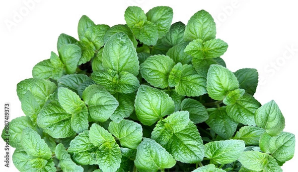 Obraz 葉っぱの切抜き素材