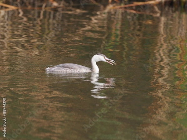 Obraz カンムリカイツブリ