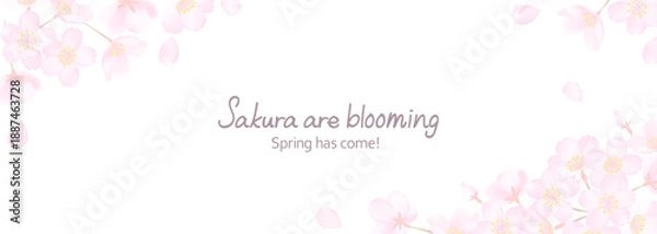 Obraz 白地に繊細な桜の花のベクターイラスト