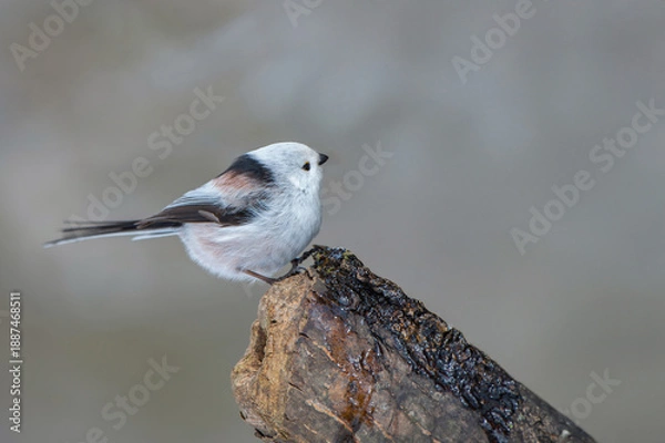 Obraz 冬のシマエナガ