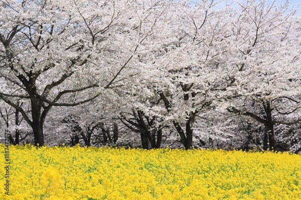 Fototapeta 桜と菜の花畑
