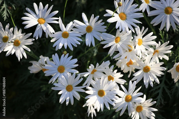 Obraz 沢山咲いた白い花