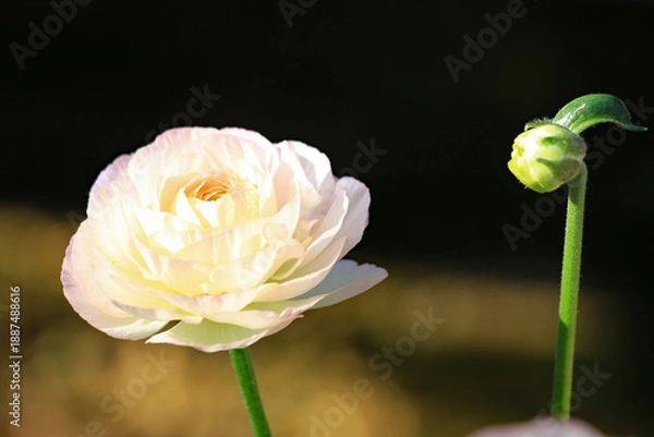 Obraz 淡い白の綺麗な花